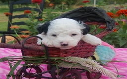 Toy Poodle dogs for sale: Bonnie - Image 1