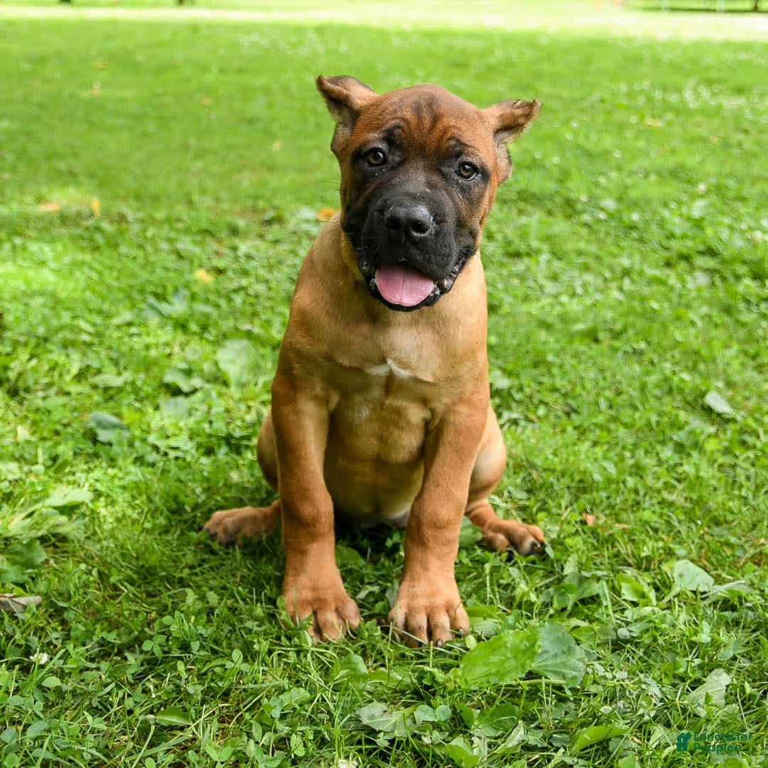 Cane Corso dogs for sale: Tova - Image 7