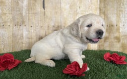 Golden Retriever dogs for sale: Chevelle - Image 5