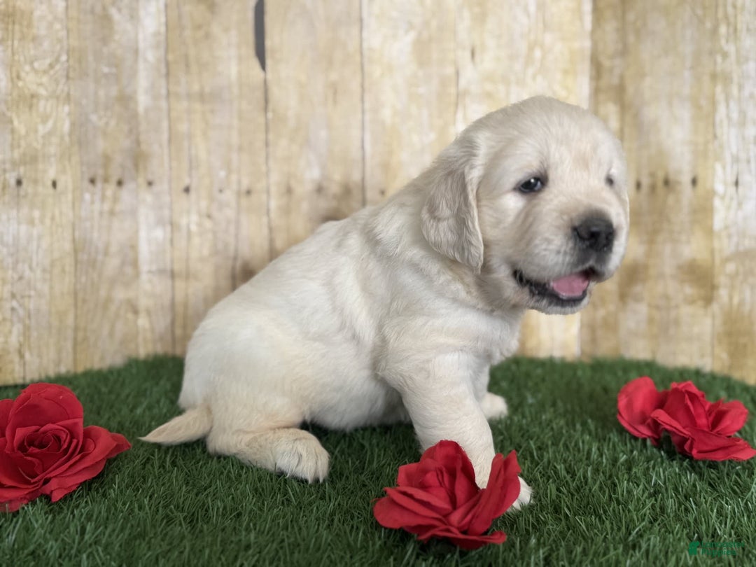 Golden Retriever dogs for sale: Chevelle - Image 5