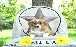 Welsh Corgi Pembroke dogs for sale: Milo - Image 4