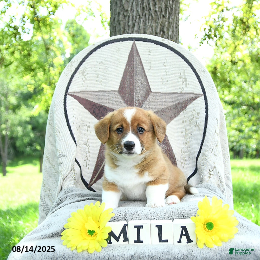 Welsh Corgi Pembroke dogs for sale: Milo - Image 4