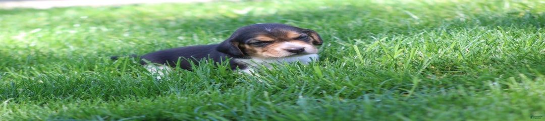 Trixie