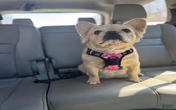 French Bulldog dogs for sale: Blanco Fluffy Frenchie - Image 5