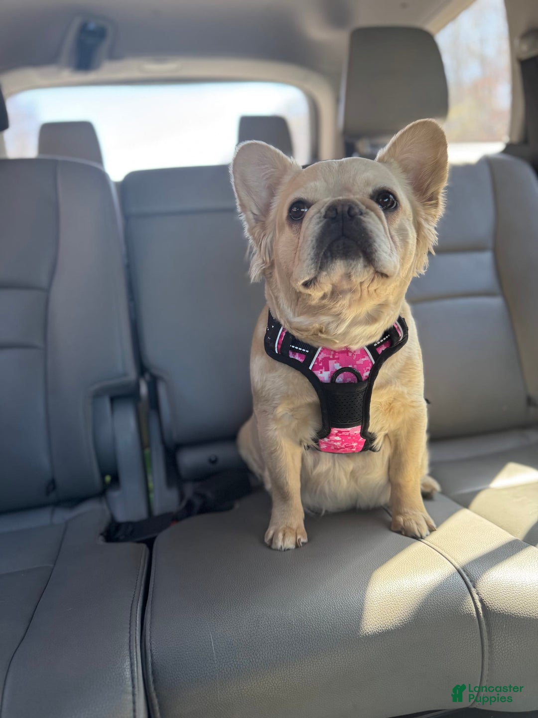 French Bulldog dogs for sale: Blanco Fluffy Frenchie - Image 5