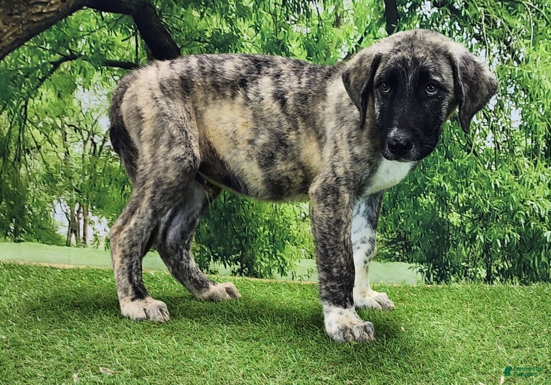 Anatolian Shepherd dogs for sale: Akc Dusty 2025 Male 3 - Image 15