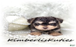 Yorkiepoo dogs for sale: Little Blair - Image 1