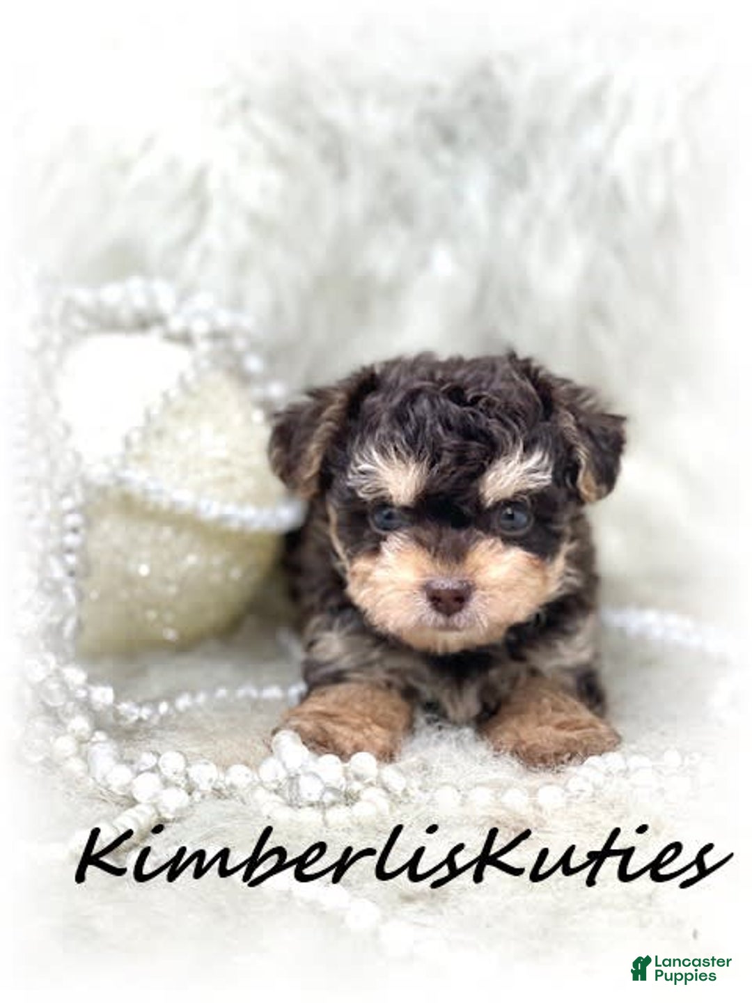 Yorkiepoo dogs for sale: Little Blair - Image 1