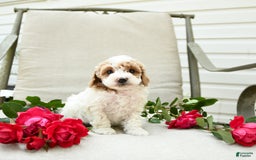 Cockapoo dogs for sale: Joy - Image 1