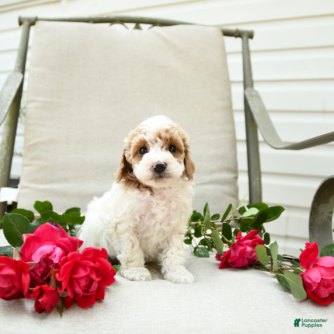 Cockapoo dogs for sale: Joy - Image 1