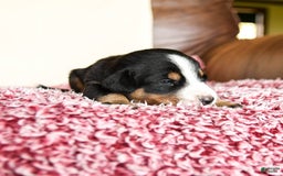 Greater Swiss Mountain Dog dogs for sale: Hunter - Image 3