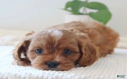 Cavapoo dogs for sale: Fynn - Image 7