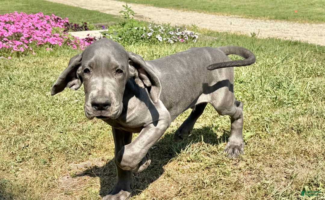 Great Dane dogs for sale: Evan - Image 1