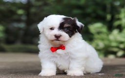 Havanese dogs for sale: Hayes - Image 8