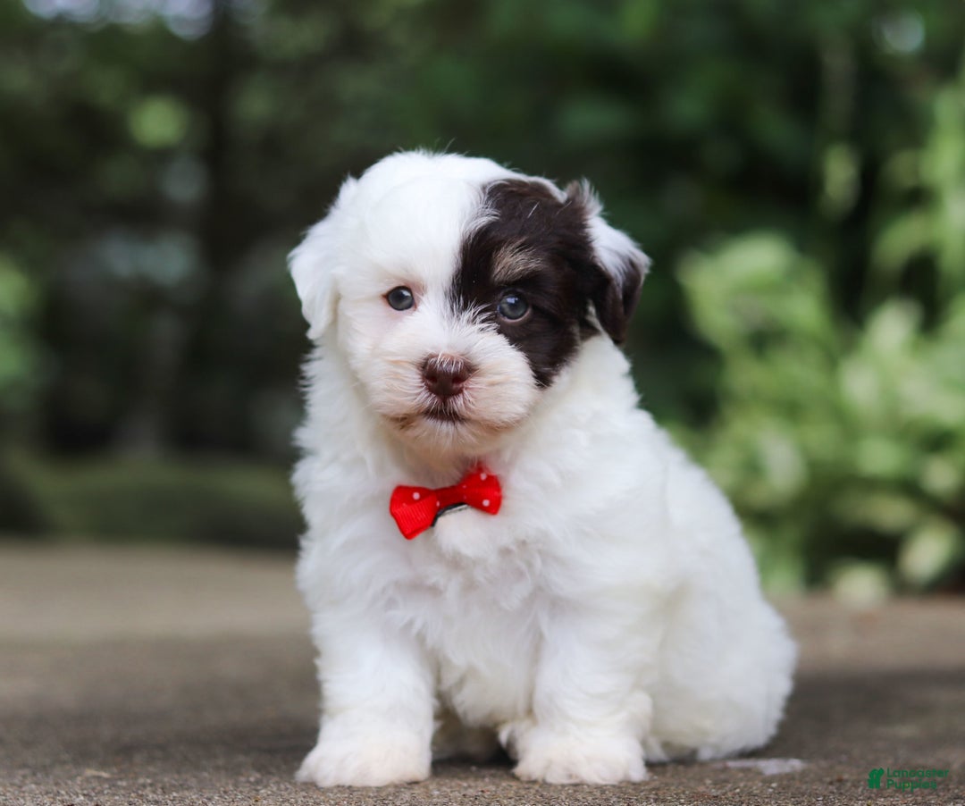 Havanese dogs for sale: Hayes - Image 8