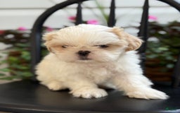 Shih Tzu dogs for sale: Larson - Image 1