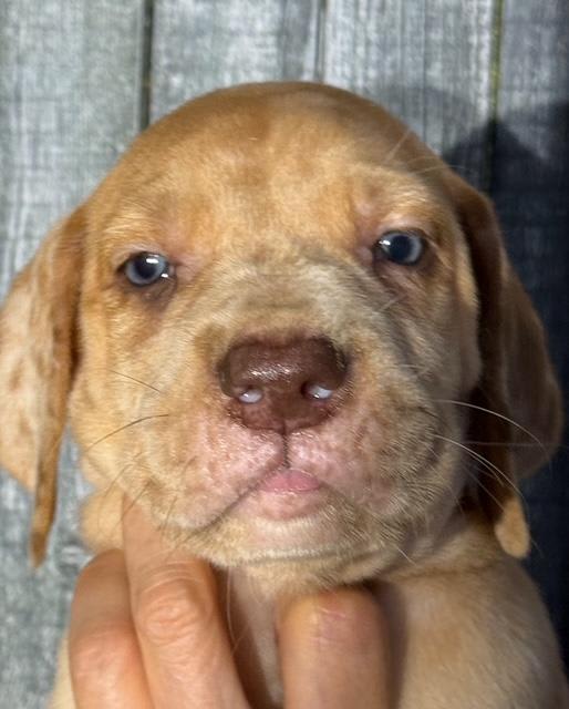 Great Dane dogs for sale: Hunter - Fawn Merle - Image 2
