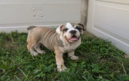 Olde English Bulldogge dogs for sale: Ginger - Image 10