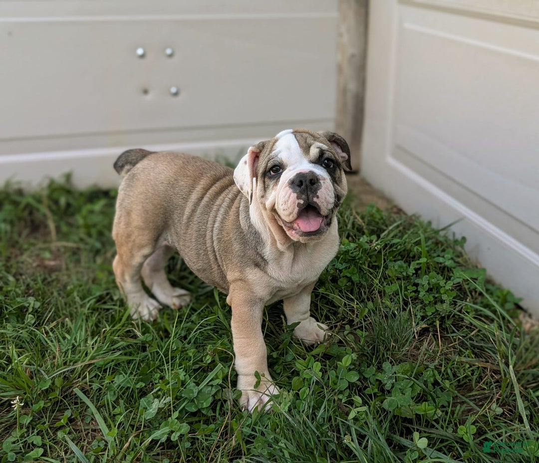 Olde English Bulldogge dogs for sale: Ginger - Image 10