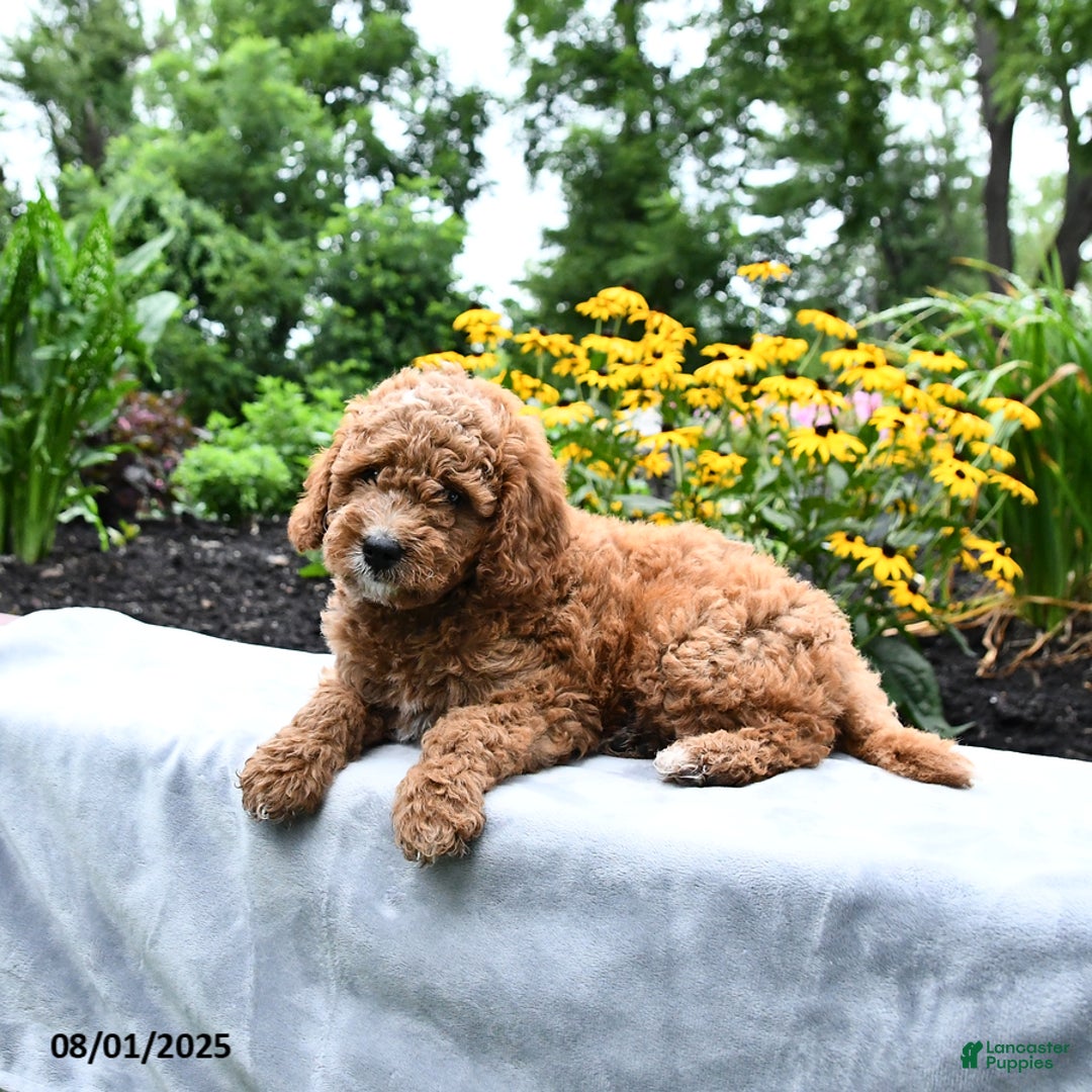 Cockapoo dogs for sale: Fred - Image 5