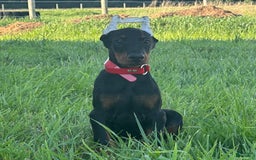 Doberman Pinscher dogs for sale: Jax - Image 3