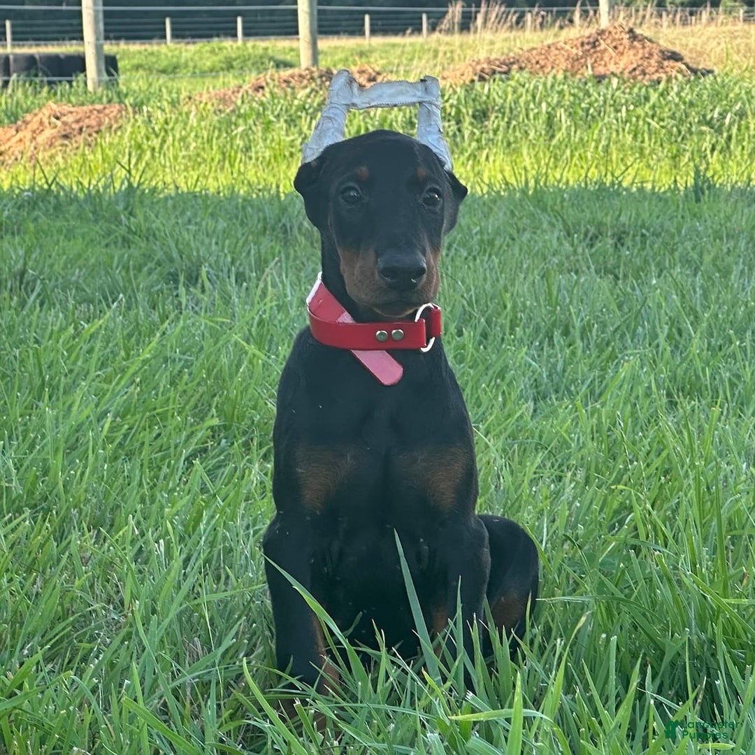 Doberman Pinscher dogs for sale: Jax - Image 3