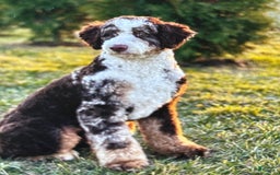 Mini Bernedoodle dogs for sale: Callie - Image 13