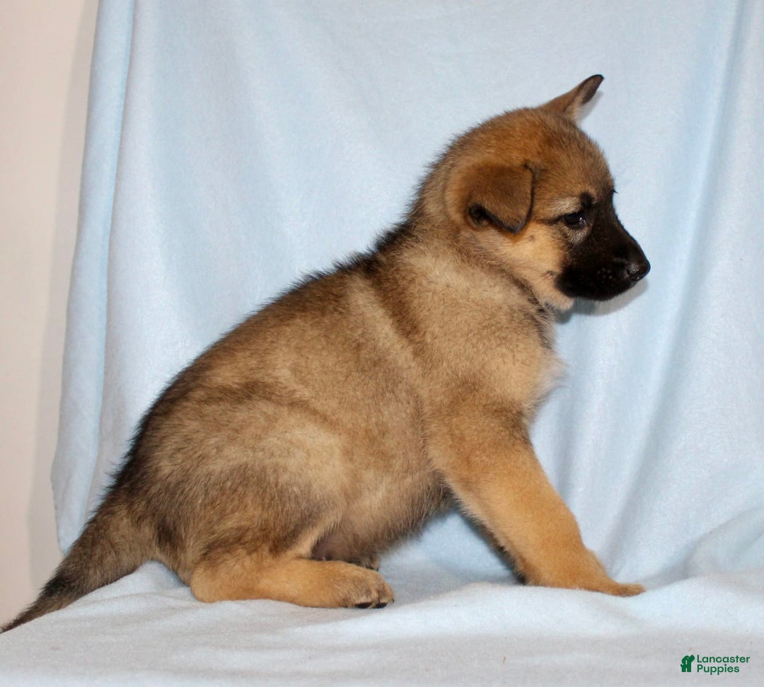 German Shepherd dogs for sale: Treva - Image 1