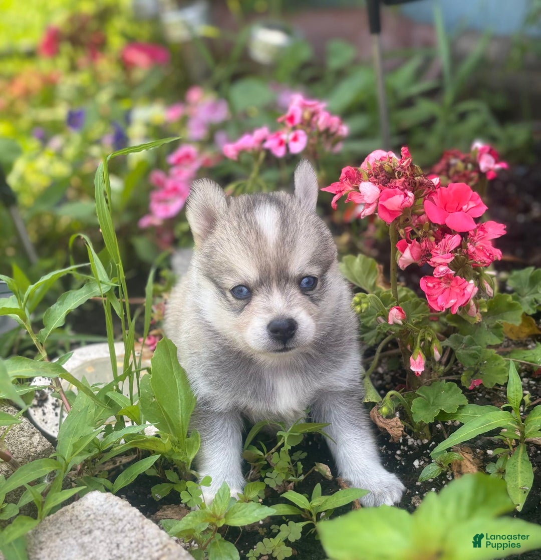 Pomsky dogs for sale: Duke - Image 2