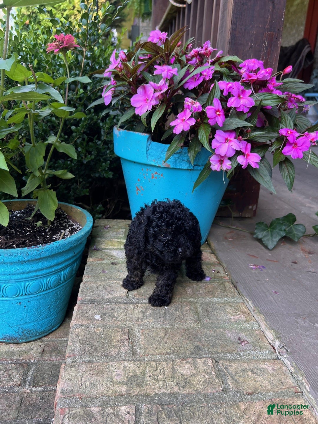 Cavapoo dogs for sale: Randy - Image 2