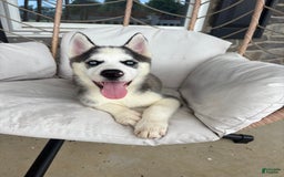 Siberian Husky dogs for sale: Bruno - Image 14