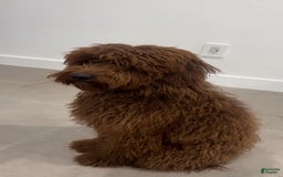 Goldendoodle dogs for sale: Goldendoodle - Image 8