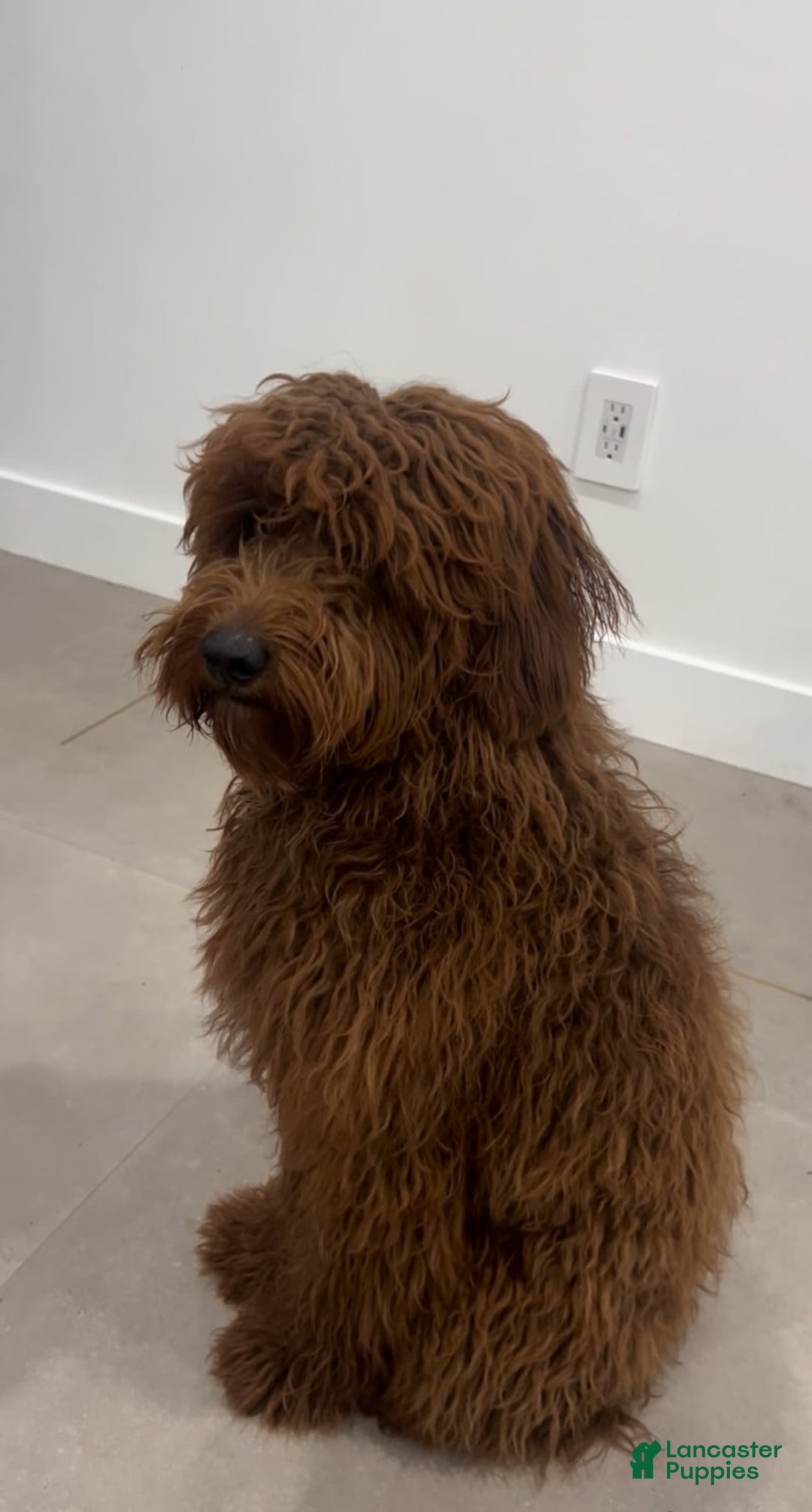 Goldendoodle dogs for sale: Goldendoodle - Image 8