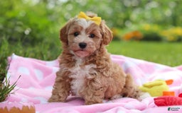 Havapoo dogs for sale: Remi - Image 3