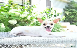 Chihuahua dogs for sale: Tina - Image 11