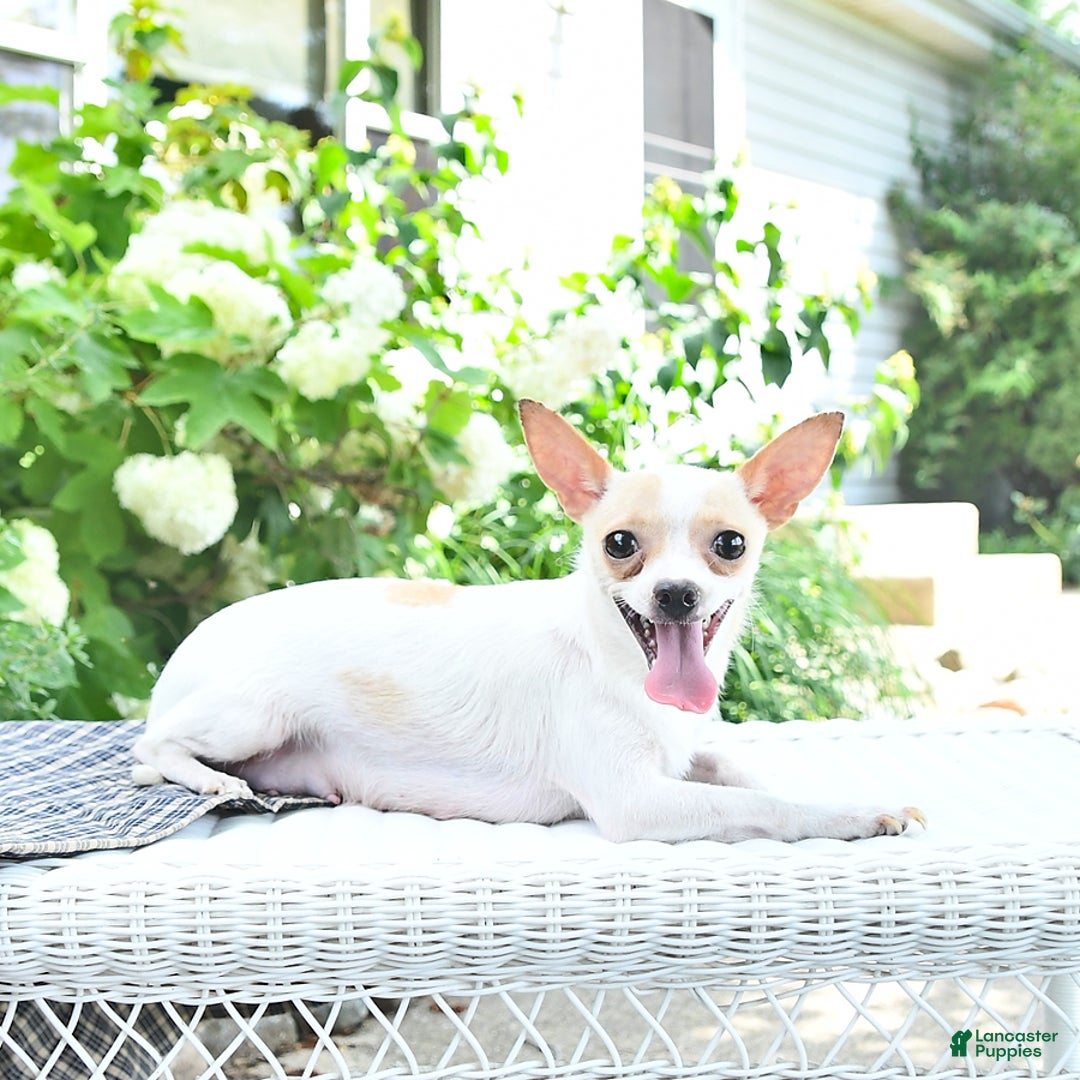 Chihuahua dogs for sale: Tina - Image 11