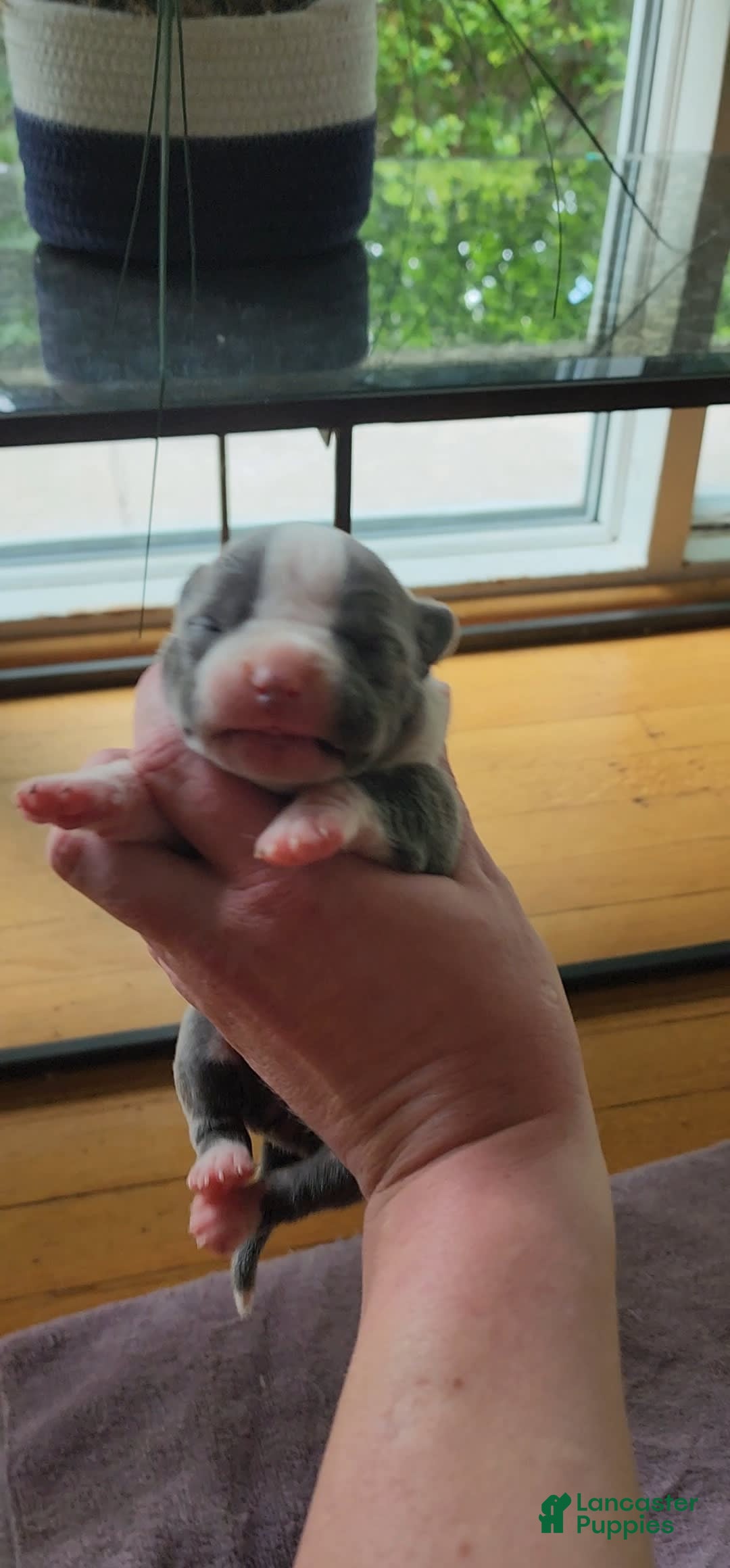 American Bully dogs for sale: Hazel - Image 10