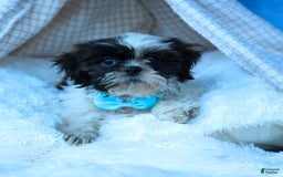 Shih Tzu dogs for sale: Brody - Image 7