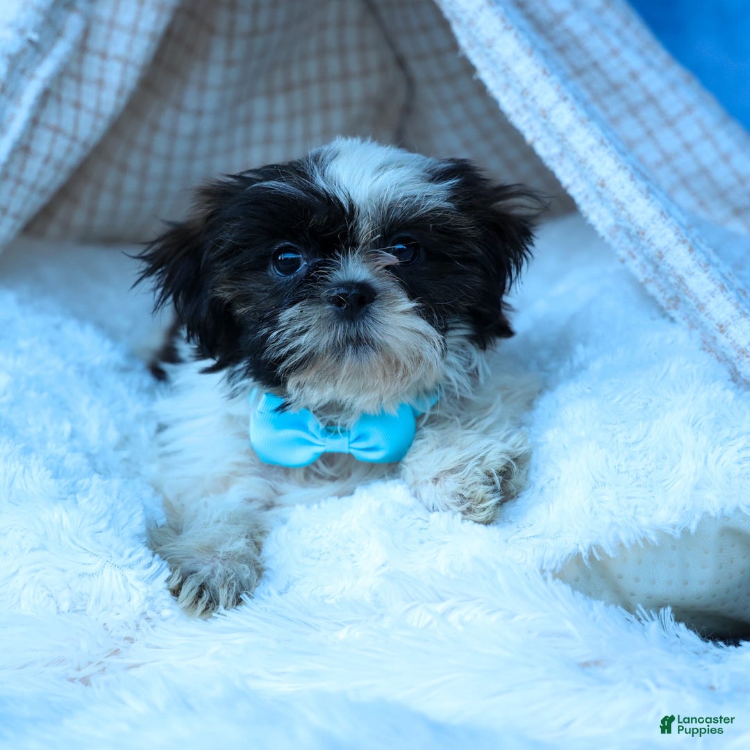 Shih Tzu dogs for sale: Brody - Image 7