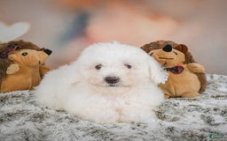 Bichon Frise dogs for sale: Kendrick - Image 7