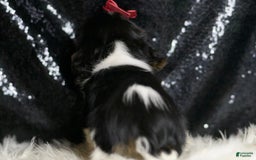 Cavalier King Charles Spaniel dogs for sale: Tiana - Image 5