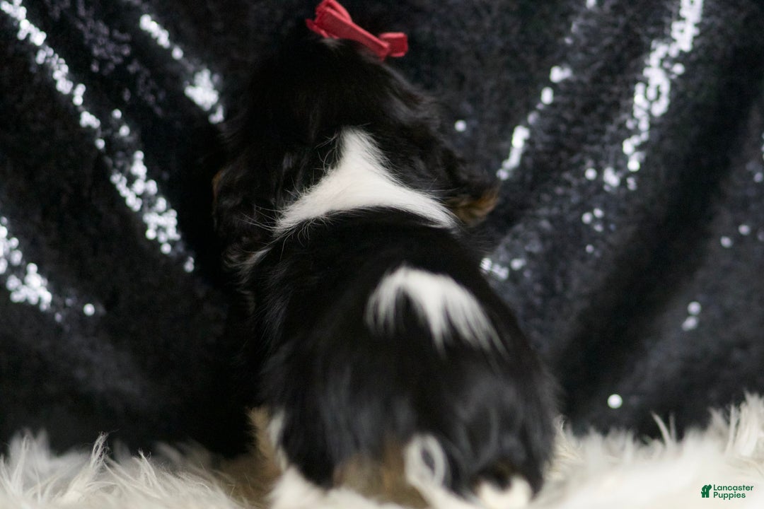 Cavalier King Charles Spaniel dogs for sale: Tiana - Image 5
