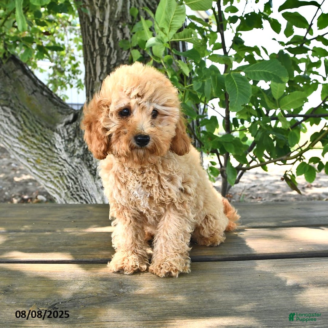 Cavapoo dogs for sale: Faith - Image 9