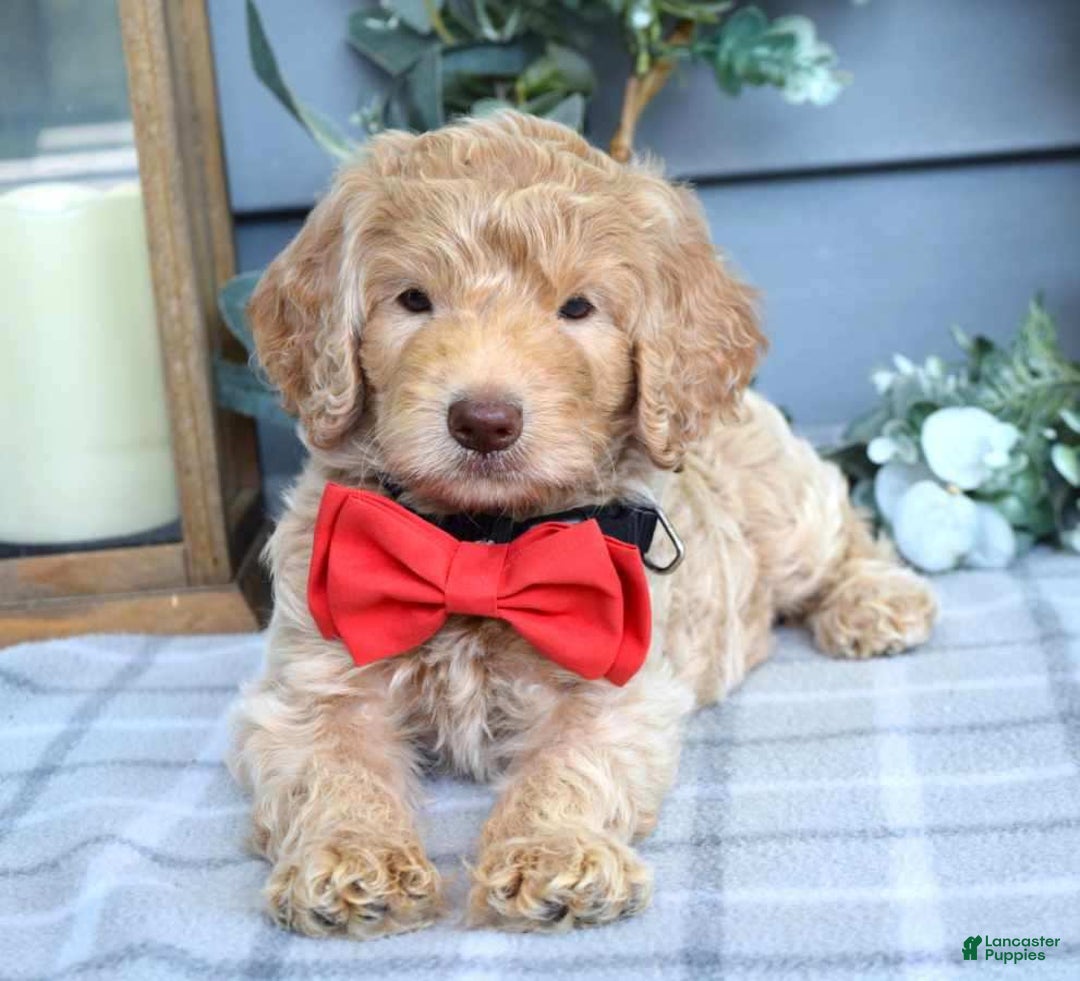 Goldendoodle dogs for sale: Anderson - Image 5