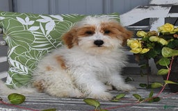 Lhasapoo dogs for sale: Cobi - Image 5