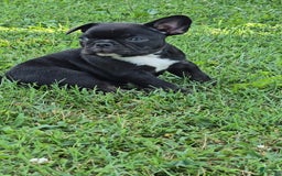 French Bulldog dogs for sale: Lady - Image 6