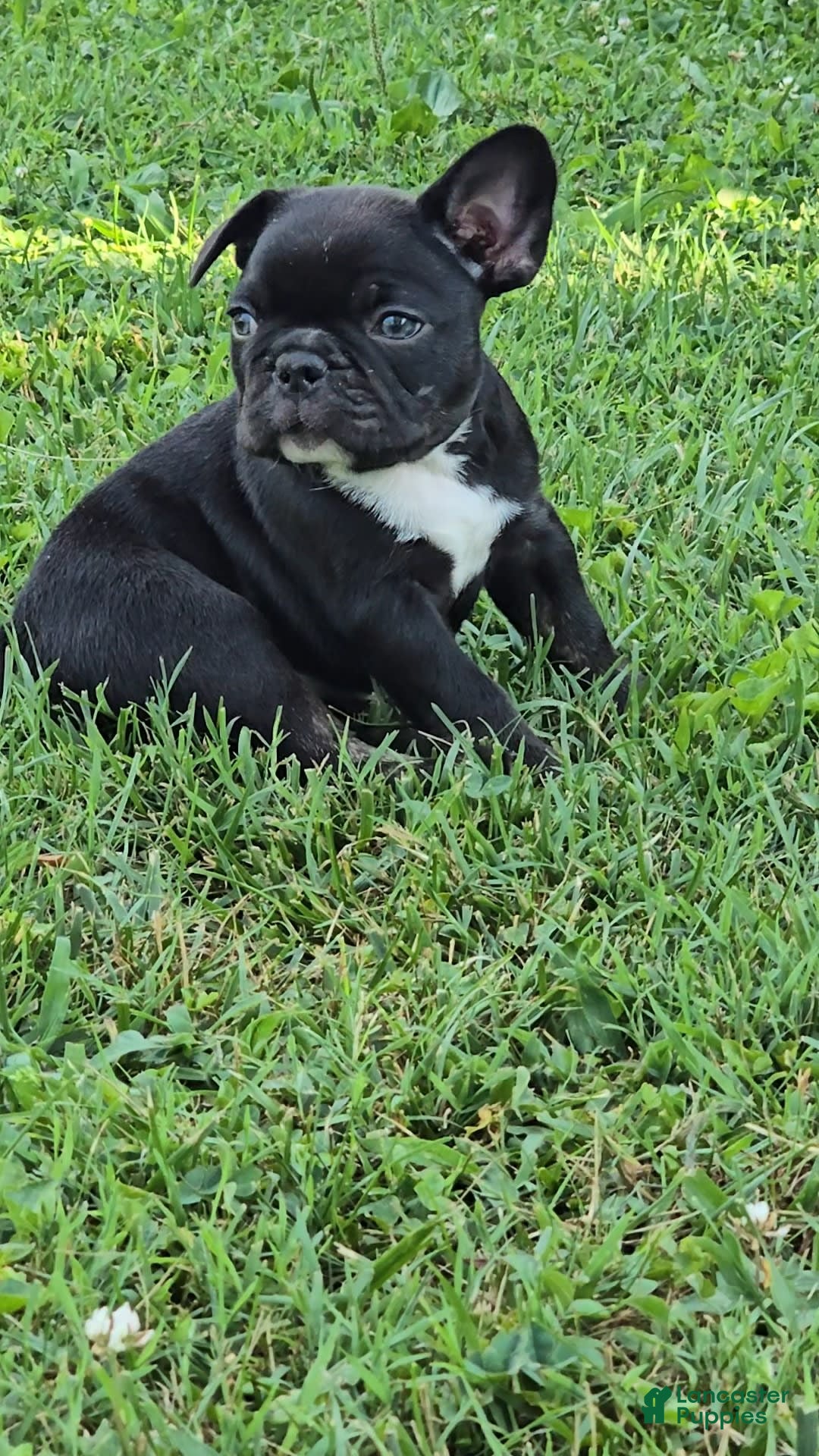 French Bulldog dogs for sale: Lady - Image 6