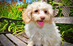Havapoo dogs for sale: Vanilla - Image 13