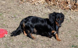 Dachshund dogs for sale: Izekial - Image 5