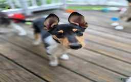 Collie dogs for sale: Kat - Image 1